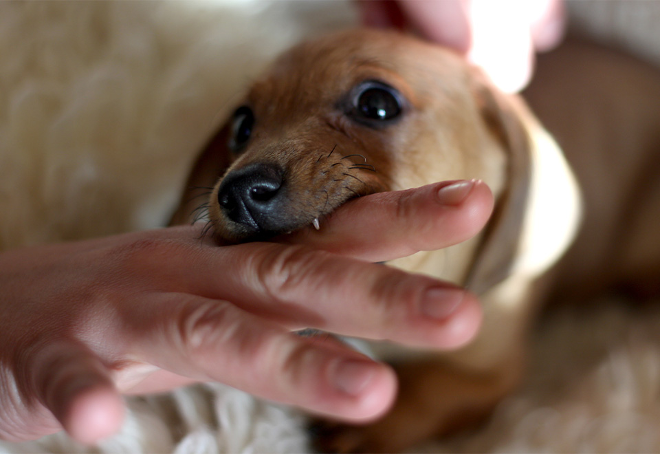 [Video] Feroz y tierno ataque de perro a niños