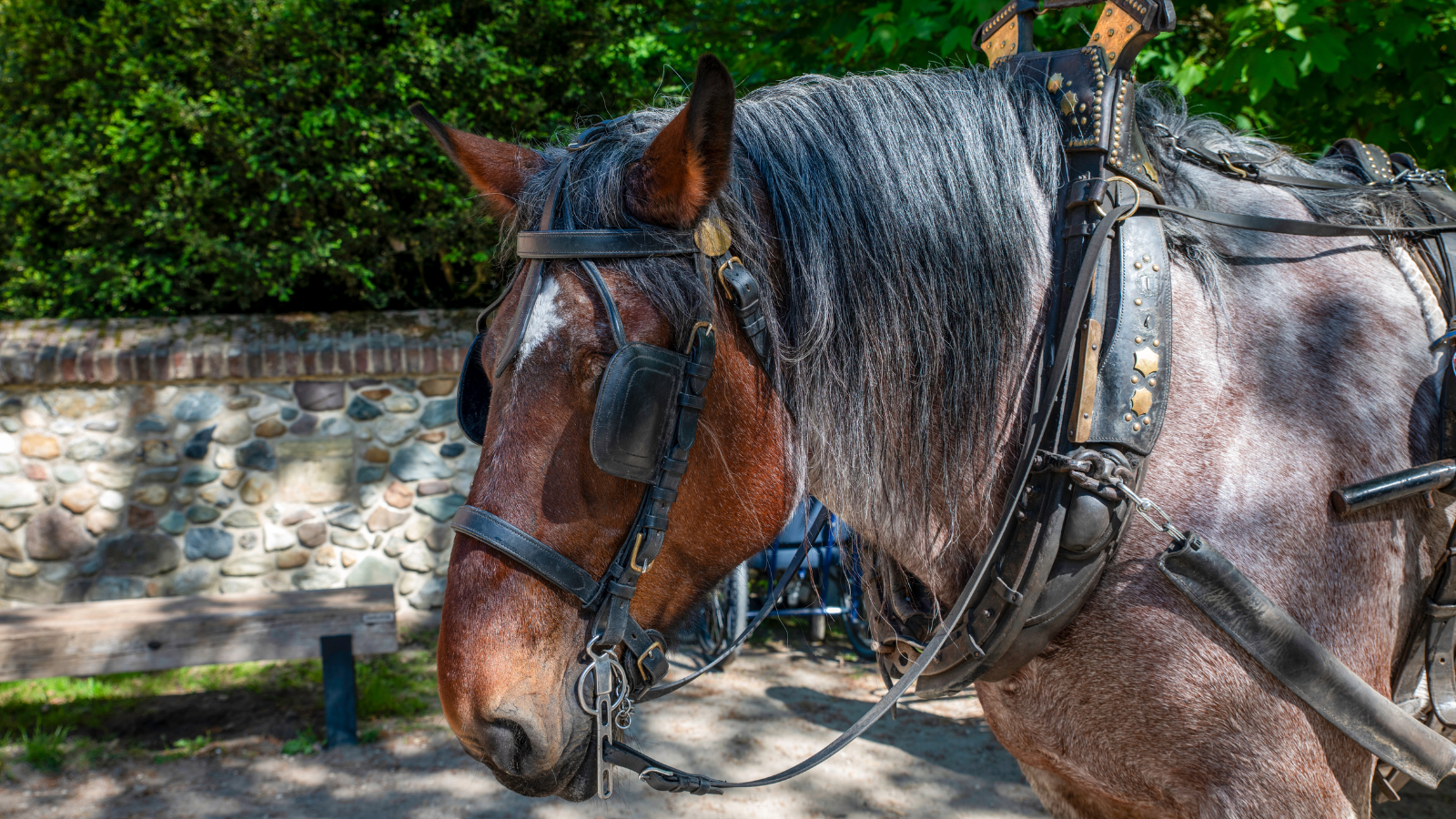 Corte prohíbe tracción animal en turismo