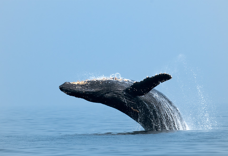 Sorprendente ataque en el océano