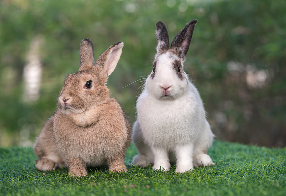 La interesante vida con un conejo