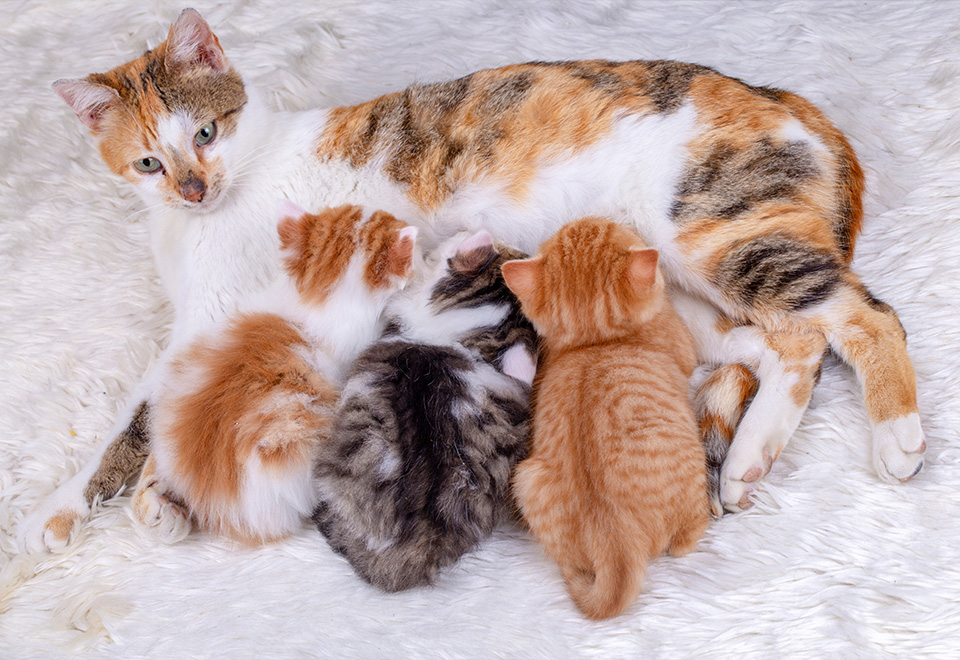 Gata recibe tierna ayuda