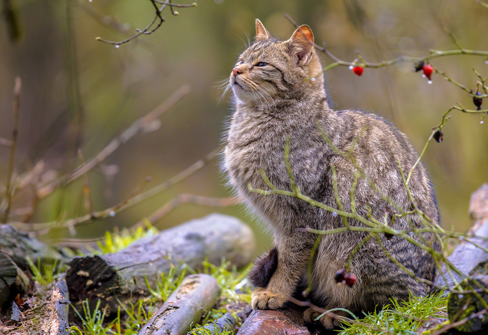 [Video] Ataque sin precedentes