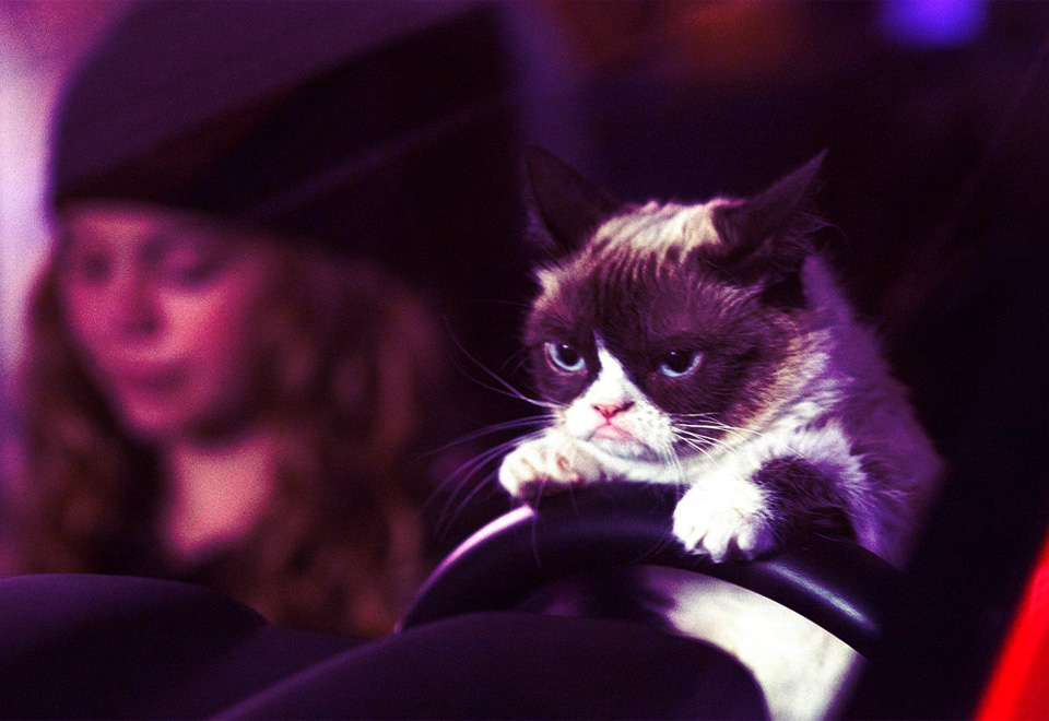 Gatos que sorprenden