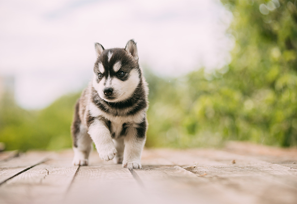 La ternura hecha perro