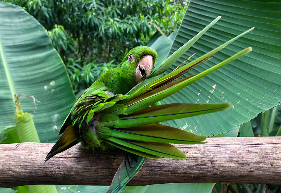 {Video] Espectacular concierto animal