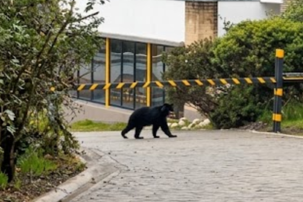 CAR aclara que oso andino viral nunca ingresó a un conjunto residencial