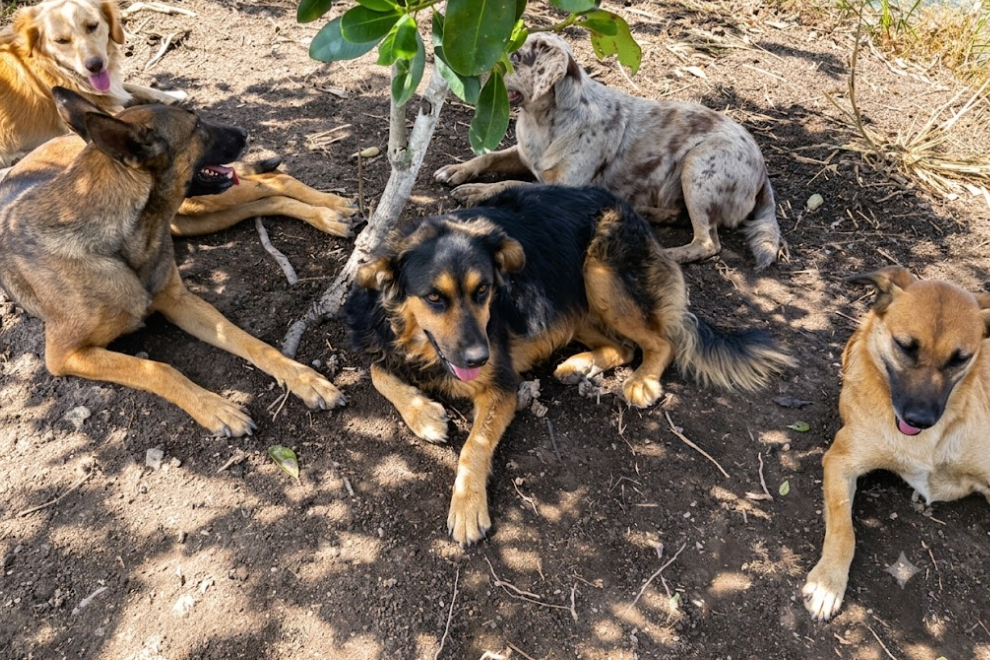 Pulgas de perros revelan inesperado hallazgo científico
