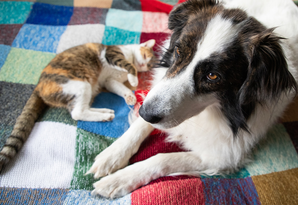 El amor se reparte sin mirar a quien