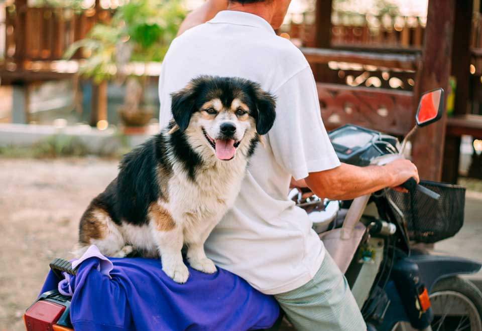 [Video] Cómo es pasear con un perro en moto