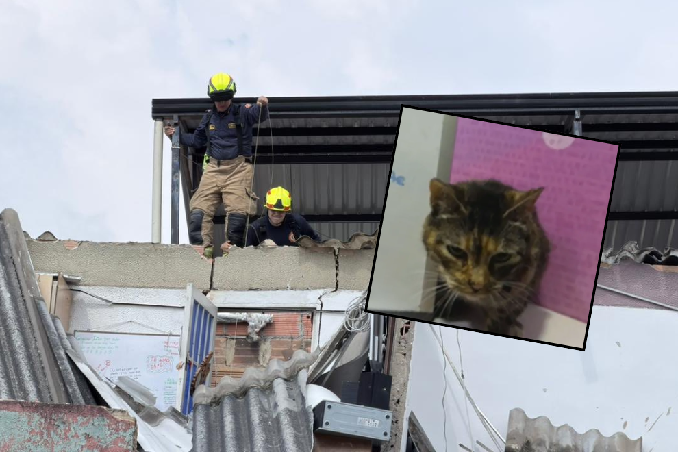 Rescatan a “Lucía”, la gata atrapada tras derrumbe de vivienda en Kennedy