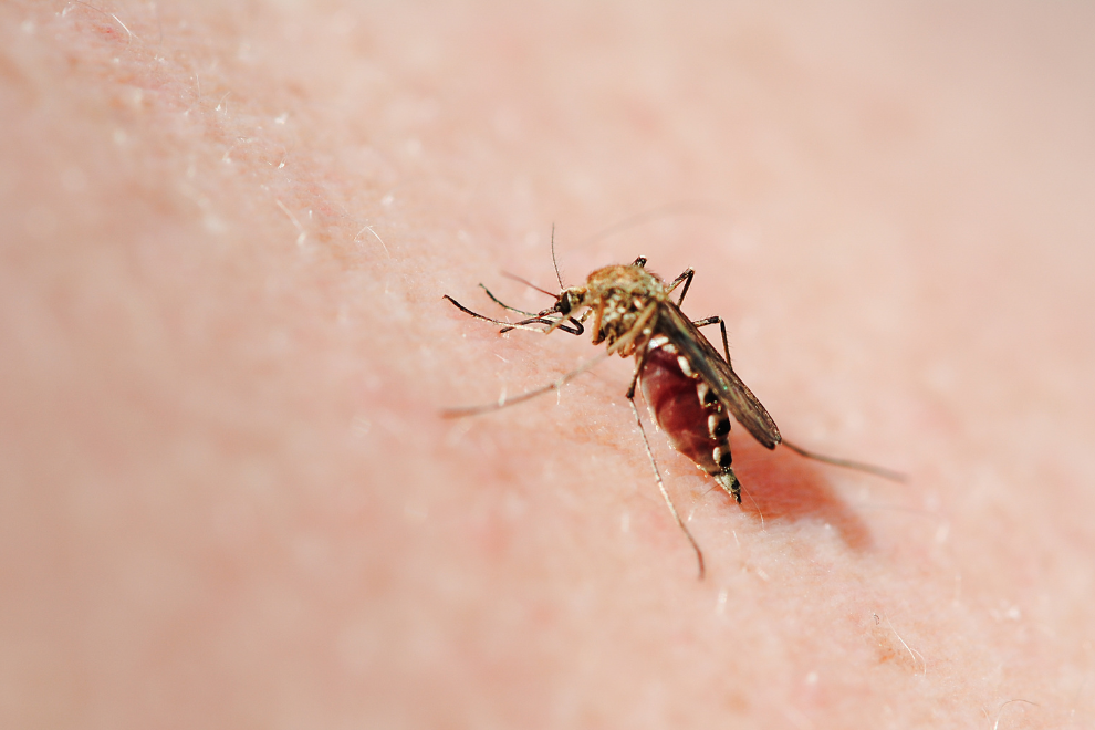 Autoridades de salud alertan por fiebre amarilla en Semana Santa