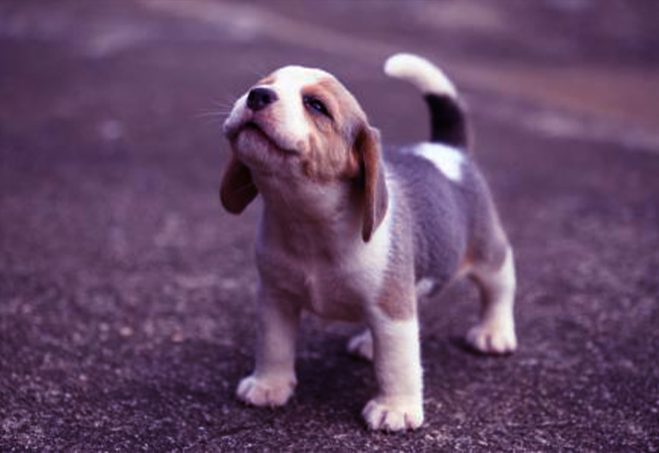 La medicina nunca sabe bien