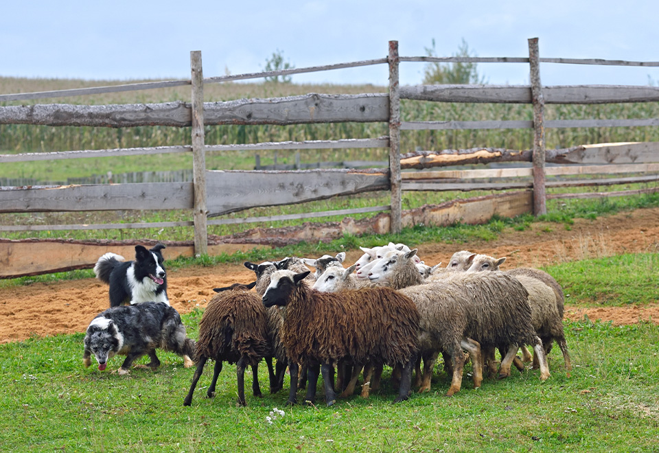 Impresionante forma de pastorear