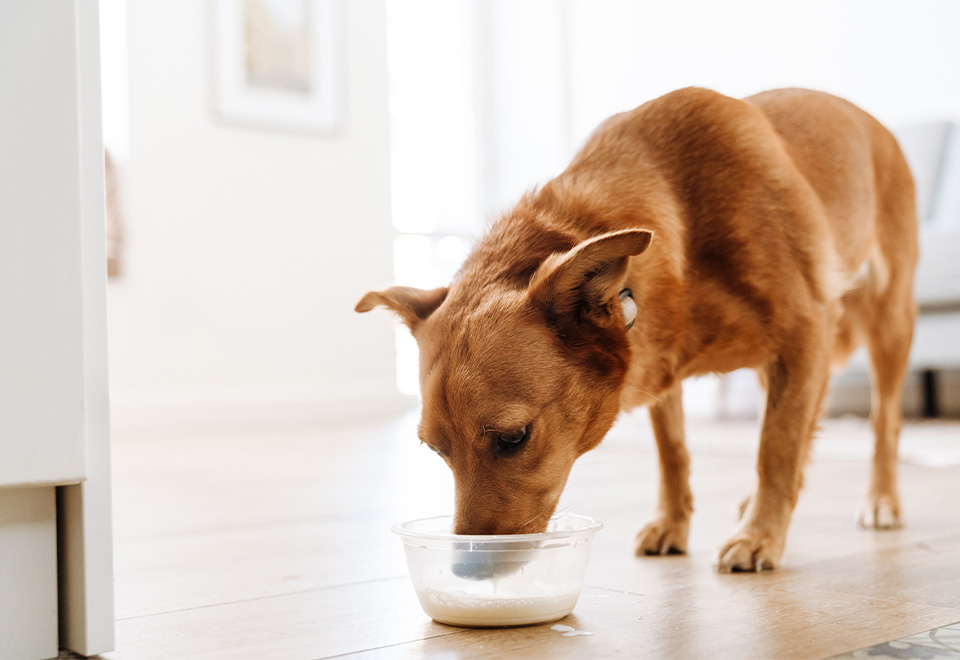 Cuando la pereza ataca