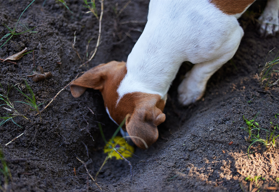 El mejor ayudante de jardinería