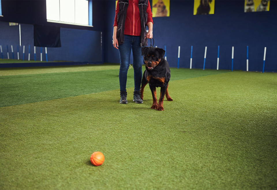 Enseñandole a un pequeño perro a jugar
