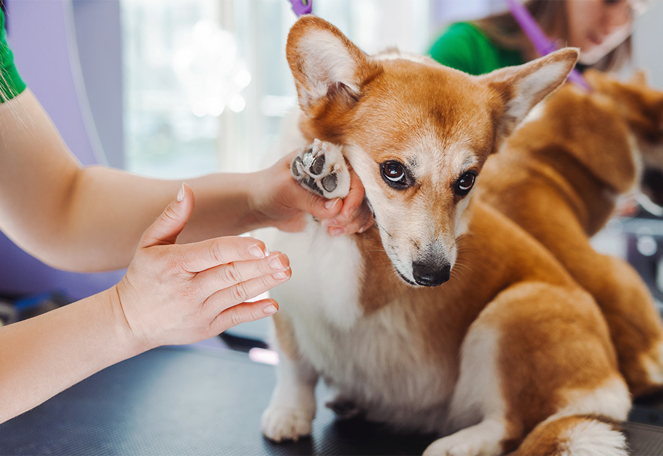 [Video] Jugando con sus sentimientos