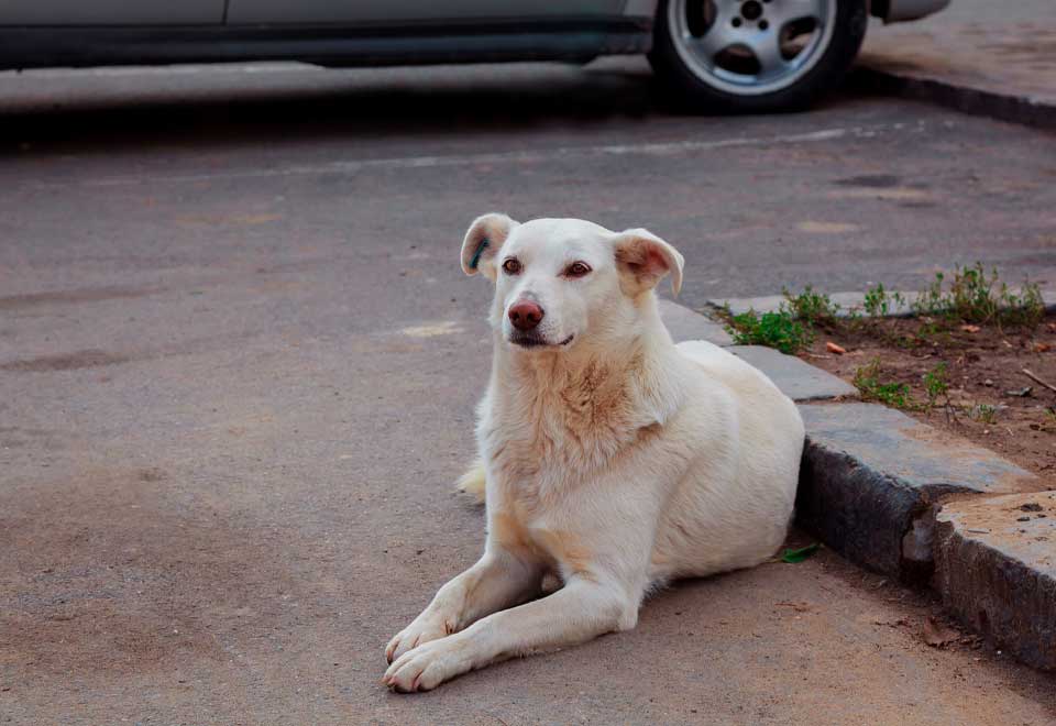 [Video] Niña entrega comida a perro de la calle