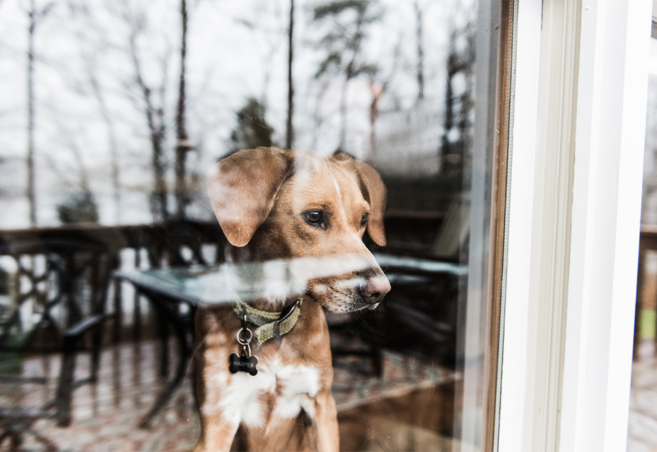 Nadie se queda fuera de casa