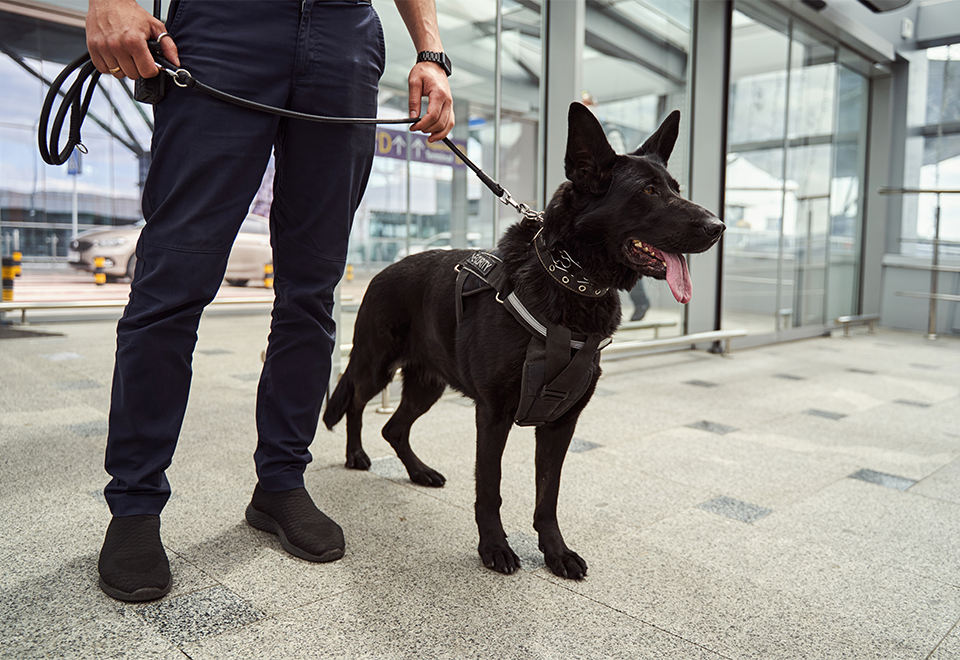 [Video] El guardián perfecto si existe
