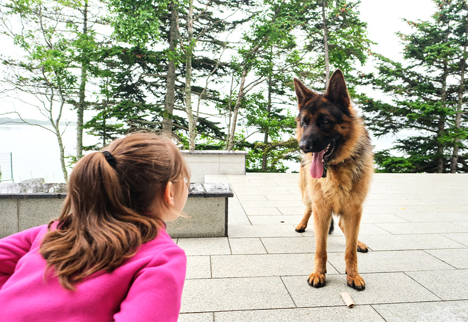 [Video] Asombrosa unión entre especies