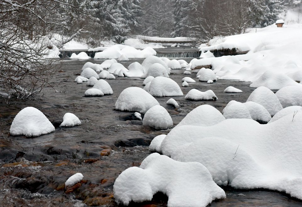 [Video] Hombre arriesgó su vida para salvar a un perro
