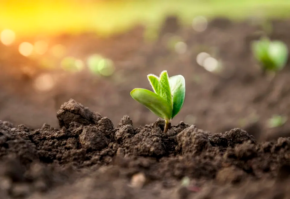 ¿De dónde viene la mayoría de nuestros alimentos?