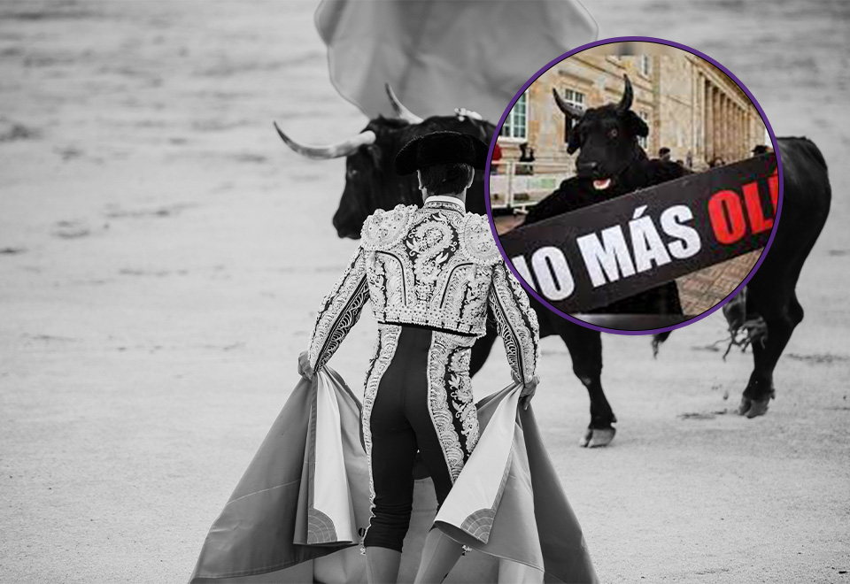 [Video] Congreso aprobó la prohibición de las corridas de toros en Colombia