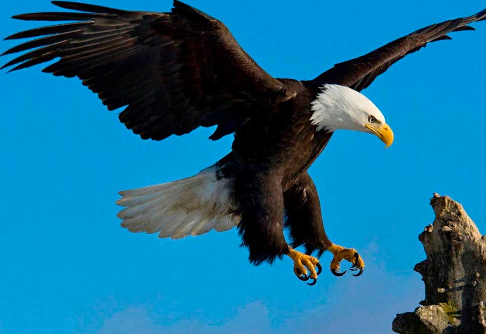 [Video] Impresionante video de cómo cazan las águilas