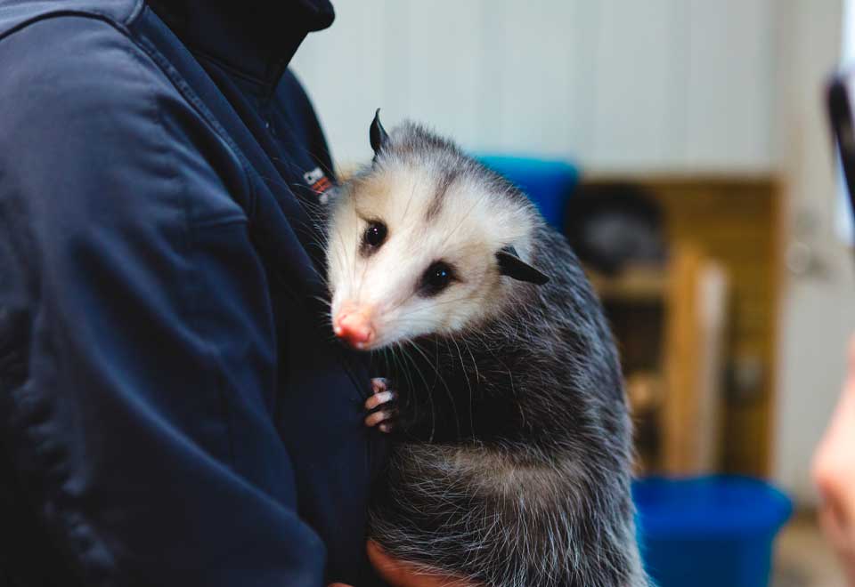 [Video] Bomberos rescataron una zarigüeya en Bogotá