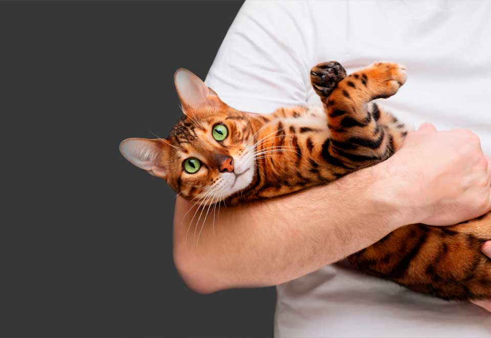 [Video] Mire como un hombre le da de comer su gato