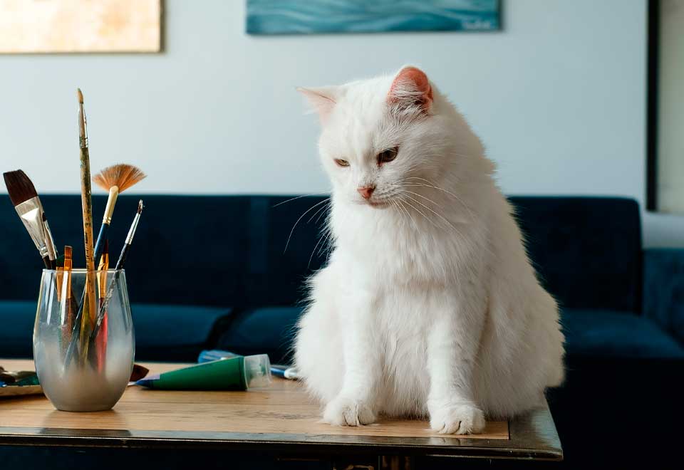 Vea el susto de este gato frente a un televisor