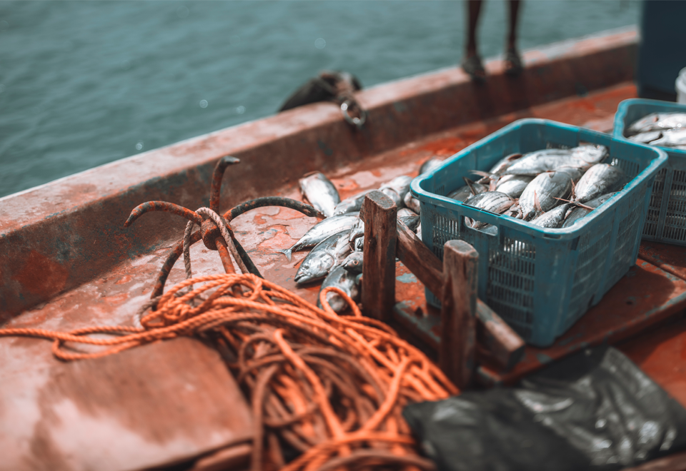 El Atún es uno de los alimentos que más se consume en el mundo