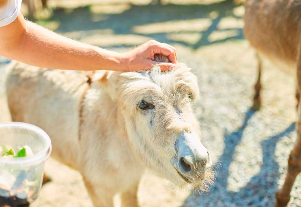 [Video] Un juego entre un hombre, un perro y un burro ¿Qué tal?