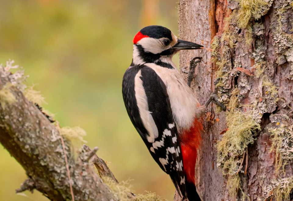 Conozca al verdadero pájaro carpintero