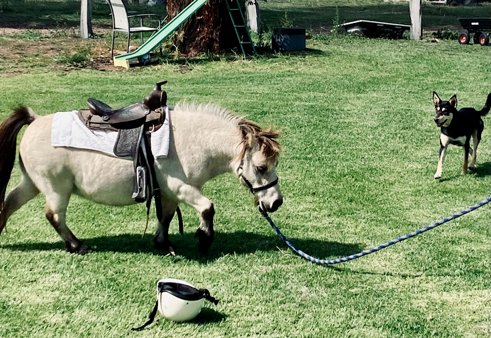 [Video] Este perro se emocionó al ver carrera de caballos