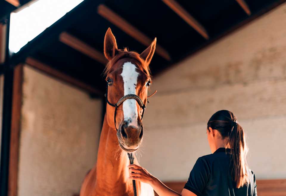 [Video] Vean a este caballo y esta niña
