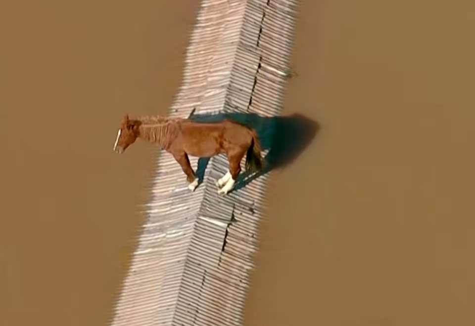 Así rescataron a ‘Caramelo’ caballo atrapado en un techo en Brasil