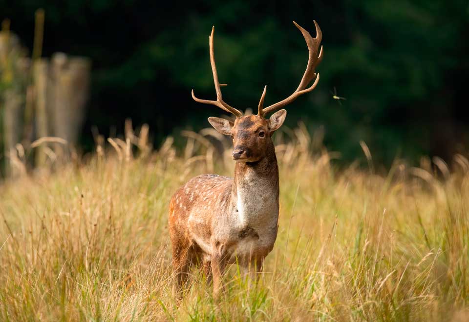 El saludo de una niña y un Ciervo de forma muy “oriental”