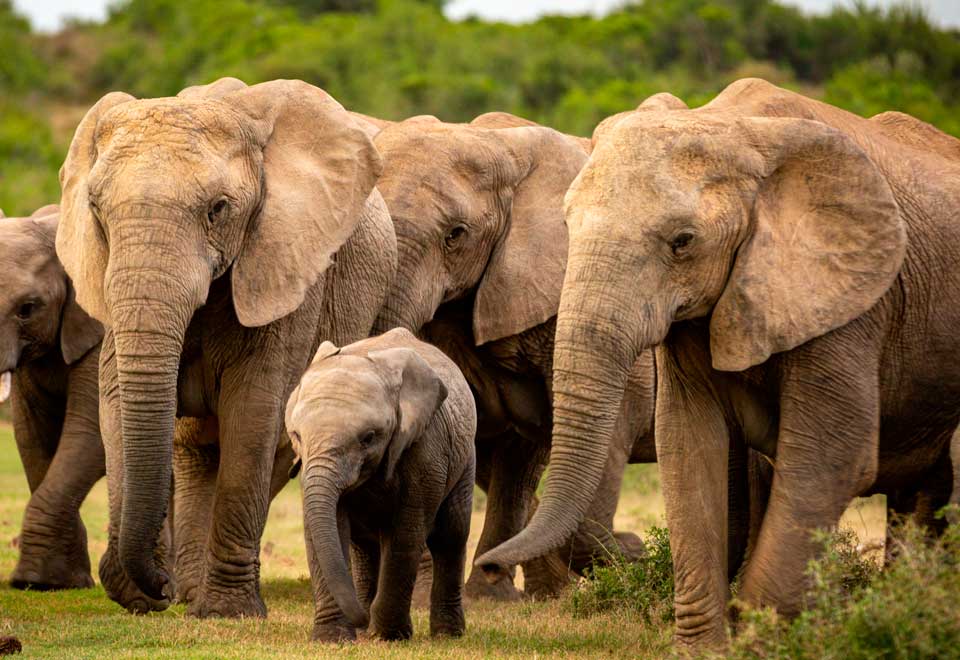 Como un niño jugaba un pequeño elefante con los patos