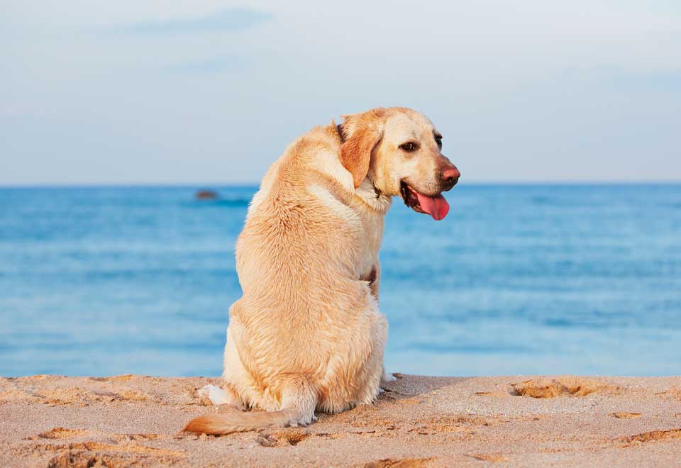 [Video] Así se disfruta el mar