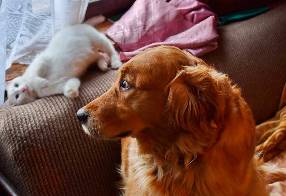 [Video] Una forma muy curiosa de querer de este perro a un gato