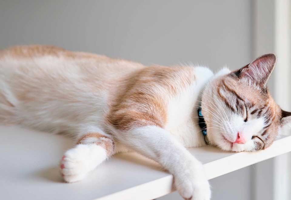 [Video] Peculiar video de un gato y su amo trabajando