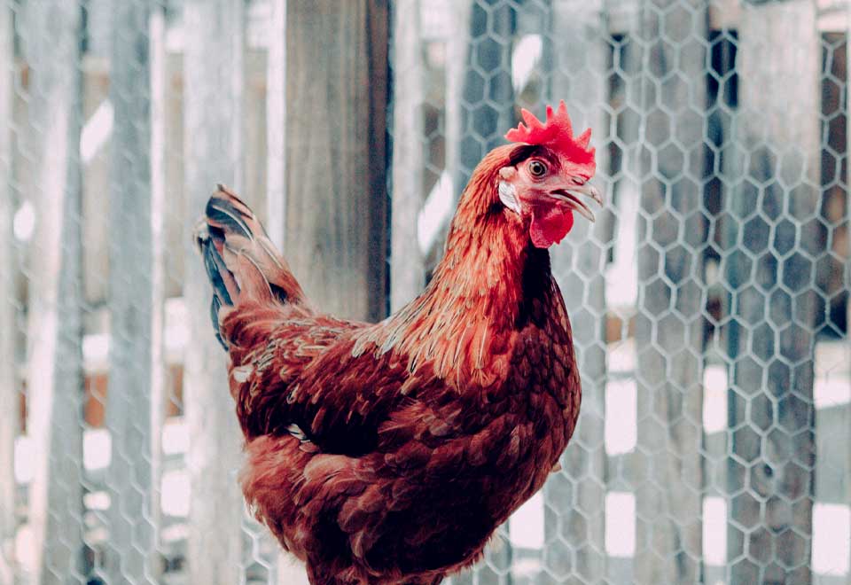 [Video] Mire lo que hizo esta gallina con sus pollos