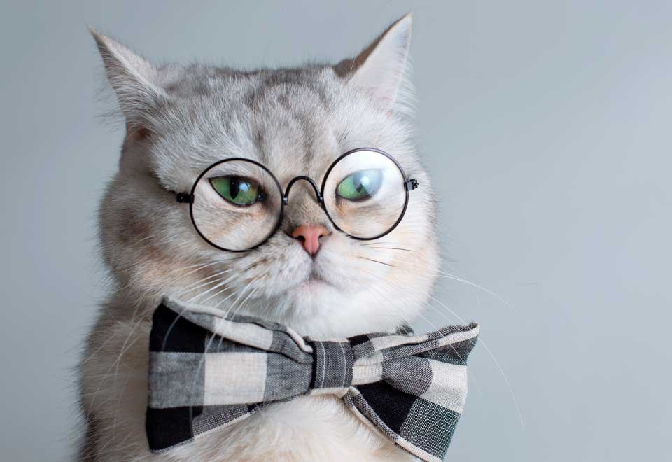 [Video]5 cosas que no sabía sobre los gatos