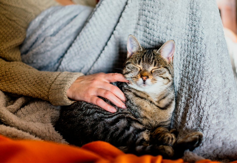 [Video] La mejor compañía para dormir