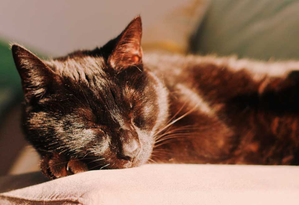 [Video] Este tierno gato no deja dormir a su dueña