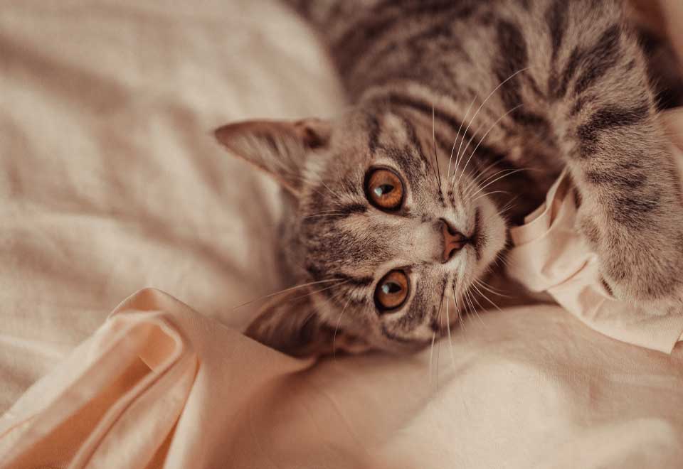 [Video] Vean a este gato electricista