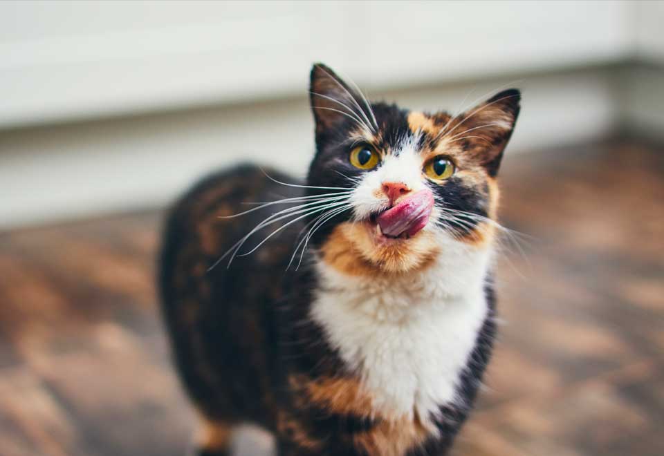 [Video] Gato le cierra la puerta a un perro para no dejarlo entrar