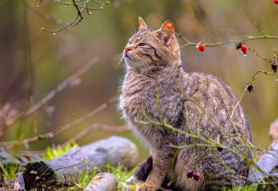 Bomberos rescataron a un Gato atrapado en un canal de aguas sucias